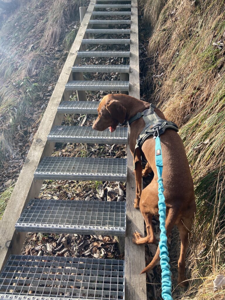 Treppe zum Grünstein
